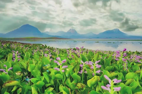 Tranquil nature scenery for wallpaper background. Stock-Footage 277353012