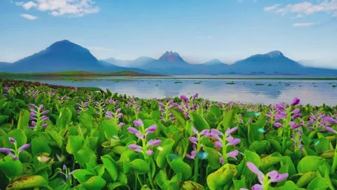 Tranquil nature scenery for wallpaper background. Stock Footage 277367757
