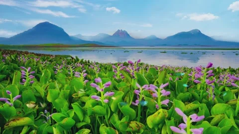 Tranquil nature scenery for wallpaper background. Stock Footage 277367784