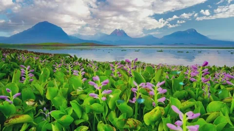 Tranquil nature scenery for wallpaper background. Stock Footage 277367787