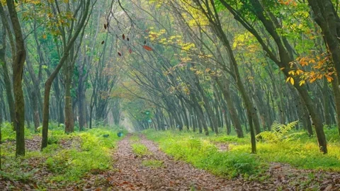 Tranquil nature scenery for wallpaper background seamless looping  Stock-Footage 277412904