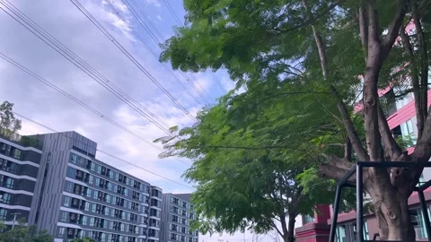 Tranquil nature wind blowing green tree leaf forest summer with blue cloudy sky Stock Footage 248215379