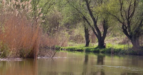 Tranquil Oasis: Approaching a Pond with Graceful Reeds Stock Footage 254822241