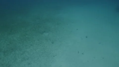 Tranquil Ocean Floor in Belizean Waters Stock Footage 306491131