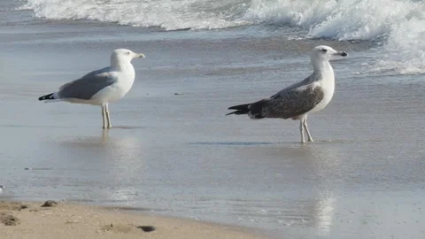 Tranquil ocean scene featuring two gulls waiting near the surf line. The con Vídeos de archivo 320215999