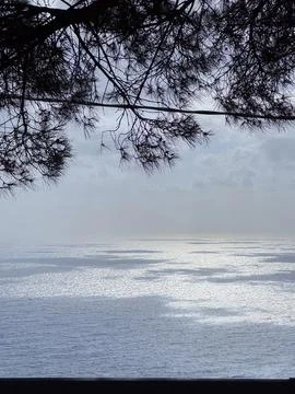 Tranquil Ocean View Framed by Pine Tree Branches Stock Photos
