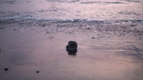Tranquil Ocean Wave Lapping a Rock on a Sandy Beach at Dusk Stock Footage 319384511