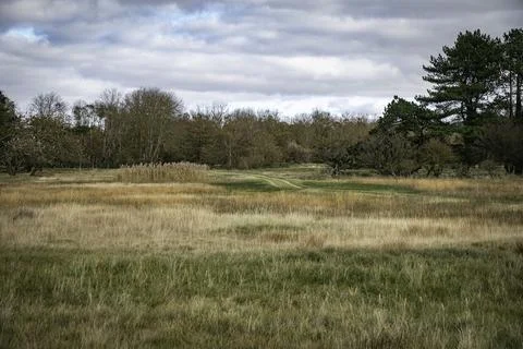 Tranquil Open Field With Path Through Tall Grass And Distant Trees On A Clo.. Stock Photos