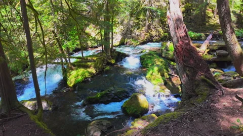 Tranquil Oregon Forest Stream Flowing Through Lush Woods Stock Footage 294551432