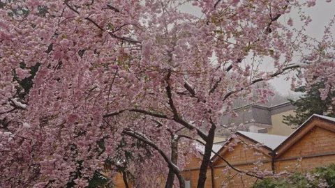 Tranquil outdoor setting with blooming cherry trees and soft mist Vidéo 333334042