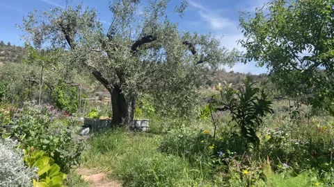 Tranquil outdoor space nestled between olive trees in Spain Видео 335642012