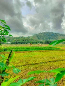 Tranquil Paddy Fields Beneath a Stormy Sky Foto stock