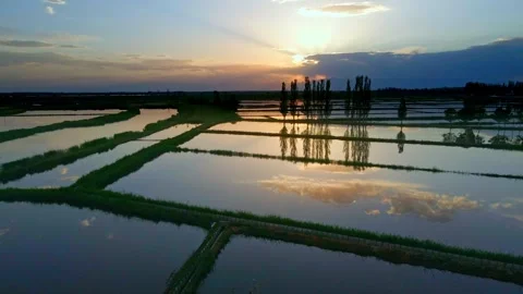 Tranquil paddy fields with sunset and evening glow Stock Footage 293332683