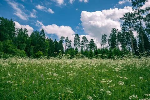 Tranquil panoramic landscape of blooming white wildflowers and lush grass. Stock Photos