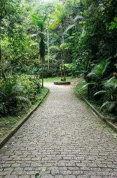 Tranquil parallelepiped path green vegetation forest nobody Foto stock
