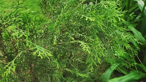 Tranquil Park Foliage Stock Footage 237253154