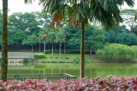 Tranquil Park Pond With Palms Stock Photos