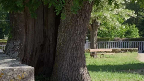 Tranquil Park Scene With Ancient Tree, Bench, and Sunlit Greenery Stock Footage 334273418
