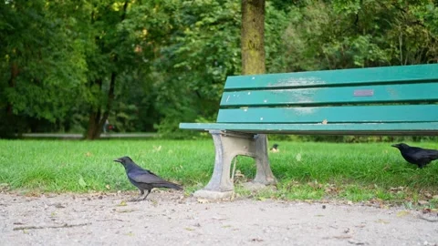 A tranquil park scene featuring birds gathered near a cozy bench amidst lush Stock Footage 318616317