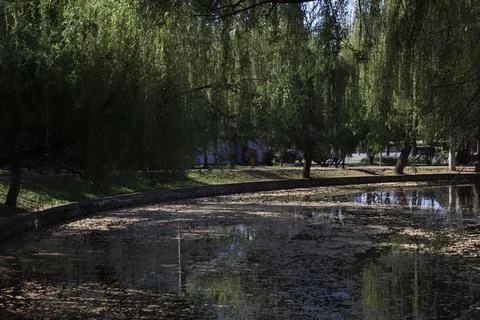 Tranquil Park Scene with Willow Trees Overhanging a Calm Pond Surface Stock Photos