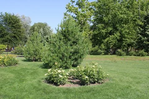 Tranquil Park Setting with a Small Tree Under Clear Skies Stock Photos