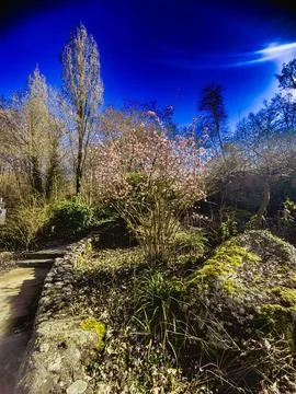 Tranquil Park Setting with Trees and Greenery Stock-Fotos