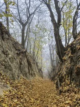 A tranquil path covered with fallen leaves in a foggy forest creates a serene Stock Photos