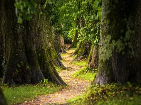 A tranquil path lies in the center of a lush forest, encircled by tall trees Stock Photos