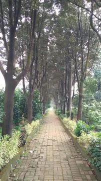 Tranquil path lined with tall, lush trees forming a natural canopy above Stock Photos