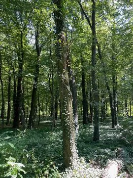Tranquil Path Through Forest Grounds Stock Photos
