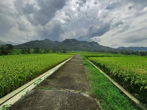"Tranquil Path Through Lush Green Rice Fields" Stock Photos