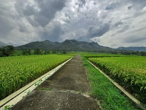 "Tranquil Path Through Lush Green Rice Fields" Stock Photos