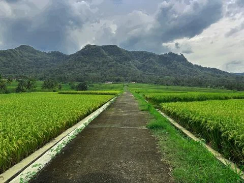 "Tranquil Path Through Lush Green Rice Fields" Stock Photos