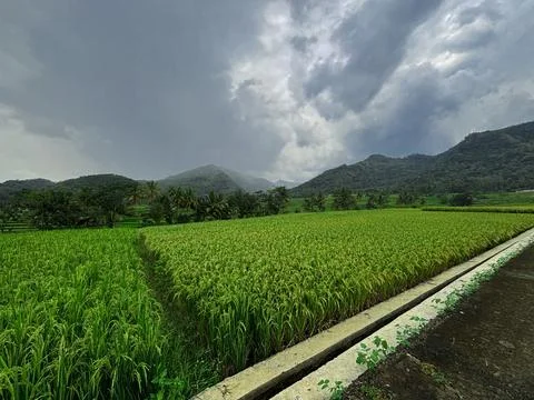 "Tranquil Path Through Lush Green Rice Fields" Stock Photos
