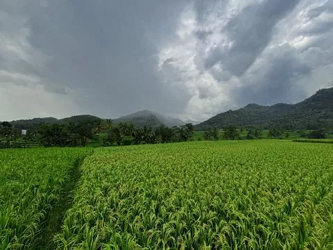"Tranquil Path Through Lush Green Rice Fields" Stock Photos