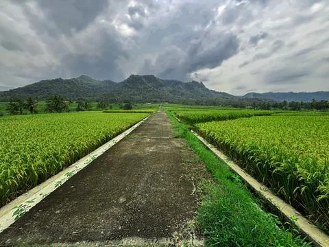 "Tranquil Path Through Lush Green Rice Fields" Stock Photos