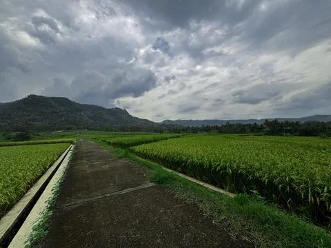 "Tranquil Path Through Lush Green Rice Fields" Stock Photos