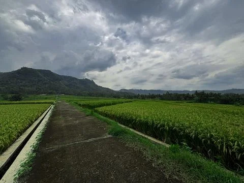 "Tranquil Path Through Lush Green Rice Fields" Stock Photos