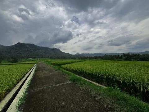 "Tranquil Path Through Lush Green Rice Fields" Stock Photos