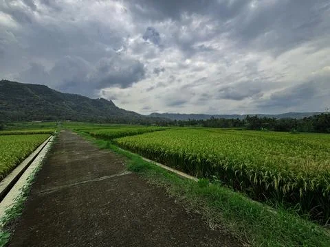 "Tranquil Path Through Lush Green Rice Fields" Stock Photos