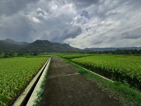 "Tranquil Path Through Lush Green Rice Fields" Stock Photos