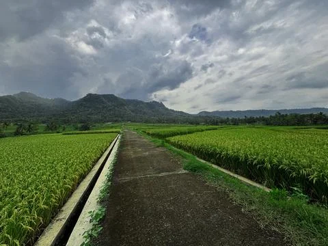 "Tranquil Path Through Lush Green Rice Fields" Stock Photos