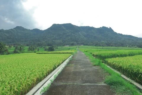 Tranquil Path Through Lush Green Rice Fields Stock Photos