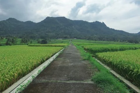 Tranquil Path Through Lush Green Rice Fields Stock Photos