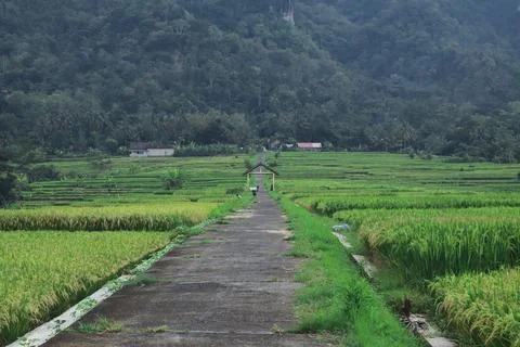 Tranquil Path Through Lush Green Rice Fields Stock Photos