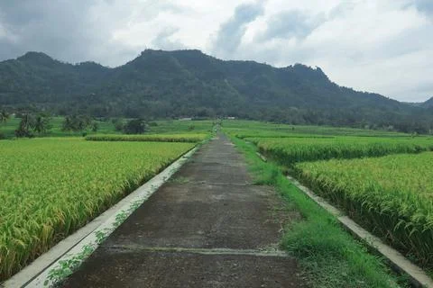 Tranquil Path Through Lush Green Rice Fields Stock Photos