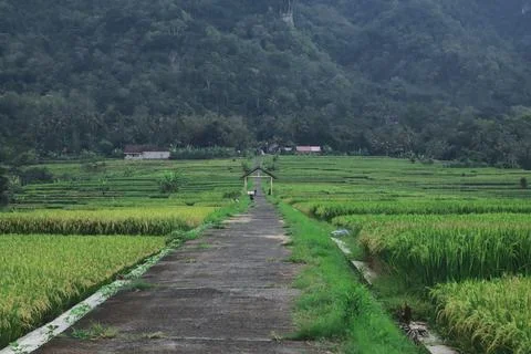 Tranquil Path Through Lush Green Rice Fields Stock Photos