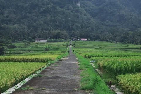 Tranquil Path Through Lush Green Rice Fields Stock Photos