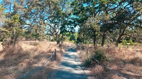 Tranquil path through a sunny wooded area with surrounding dry grass Stock Footage 316341817