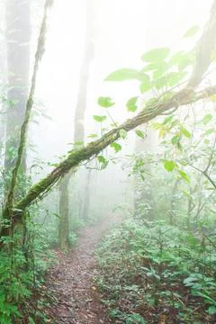 A tranquil path in a tropical rainforest. Stock Photos